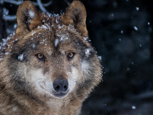 Iberian wolf (Canis lupus signatus) in the snow in the forest in winter