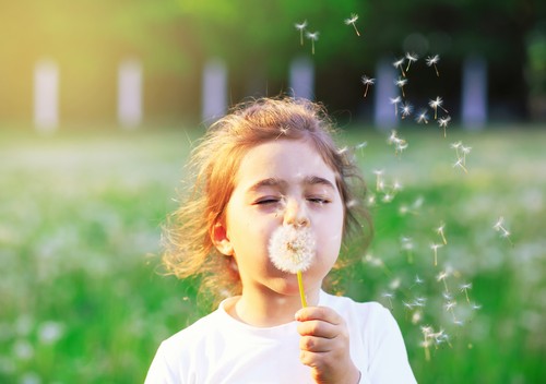 Beautiful little Girl blowing dandelion flower in sunny summer park. Happy cute kid having fun outdoors at sunset.